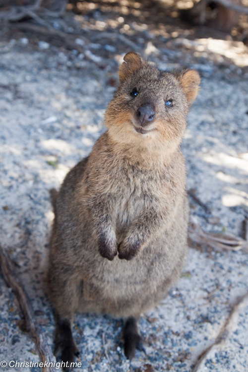 Rottnest Island, Western Australia