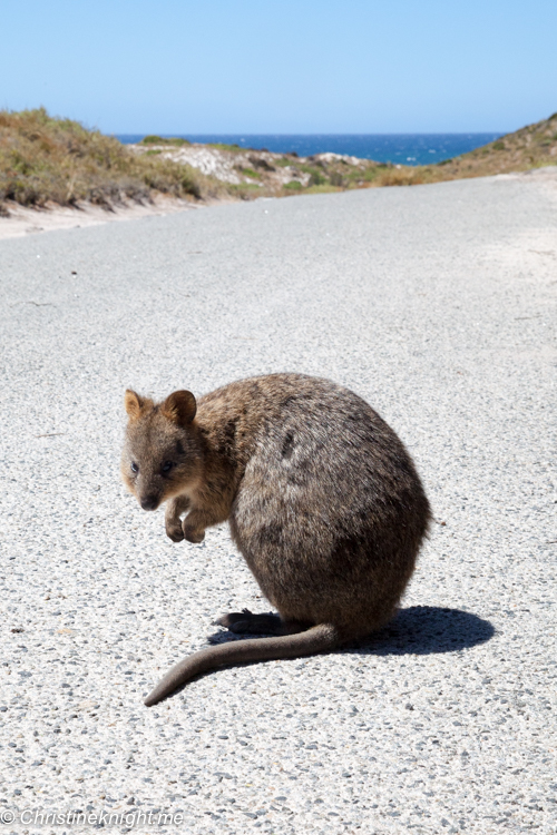 Rottnest Island, Western Australia