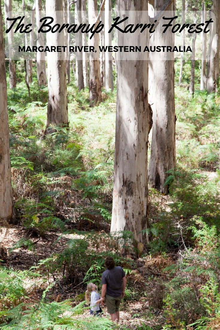 A Drive Through The Boranup Karri Forest, Western Australia