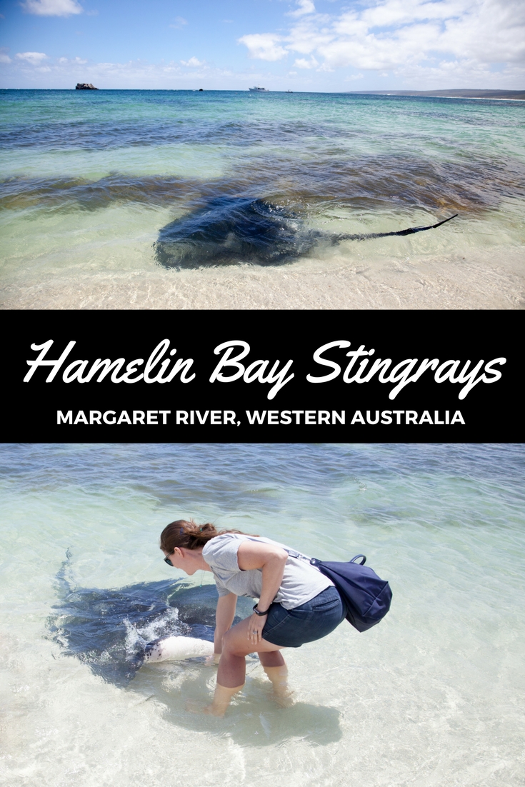 Hamelin bay Stingrays, Western Australia