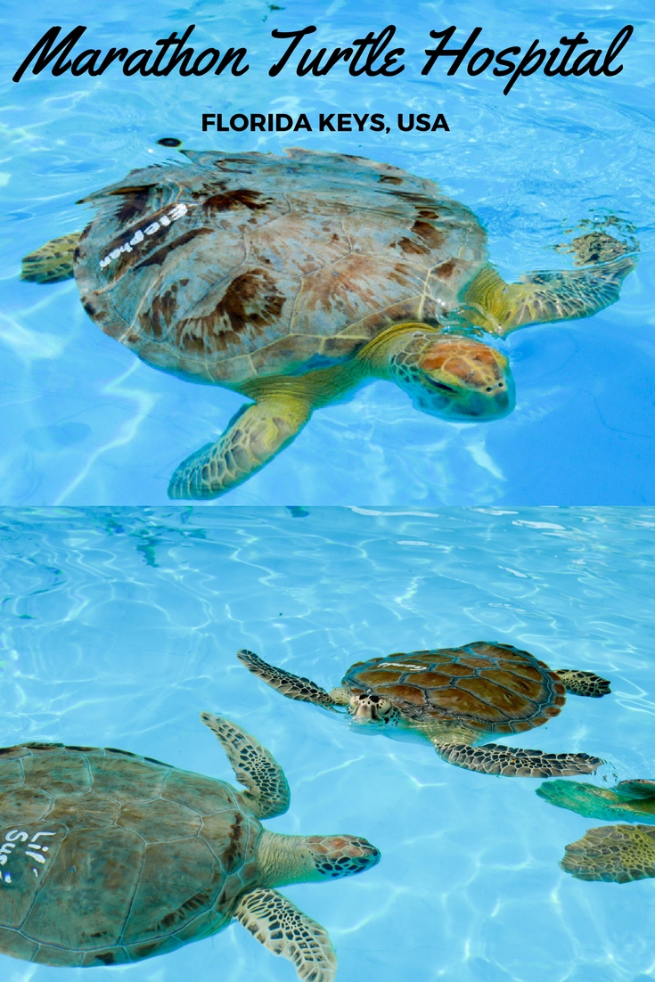 Marathon Turtle Hospital, Florida Keys, via christineknight.me