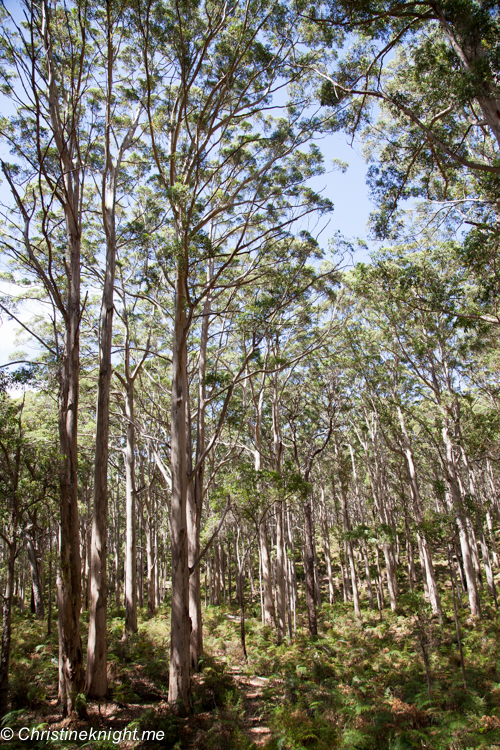 A Drive Through The Boranup Karri Forest, Western Australia