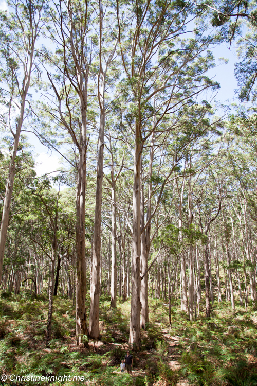 A Drive Through The Boranup Karri Forest, Western Australia