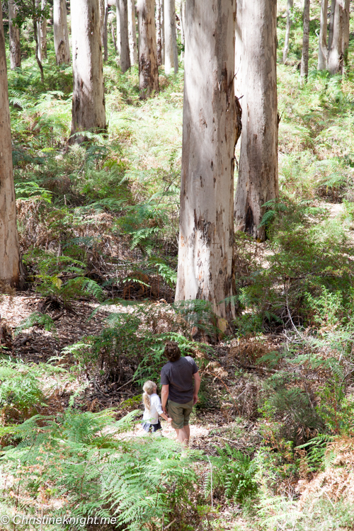 A Drive Through The Boranup Karri Forest, Western Australia