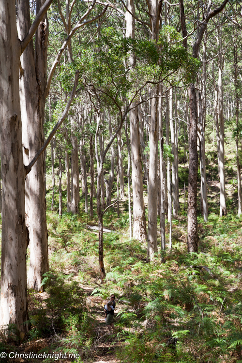 A Drive Through The Boranup Karri Forest, Western Australia