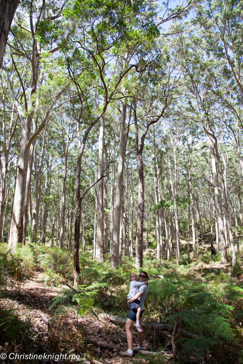 A Drive Through The Boranup Karri Forest, Western Australia