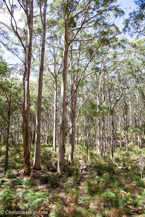 A Drive Through The Boranup Karri Forest, Western Australia