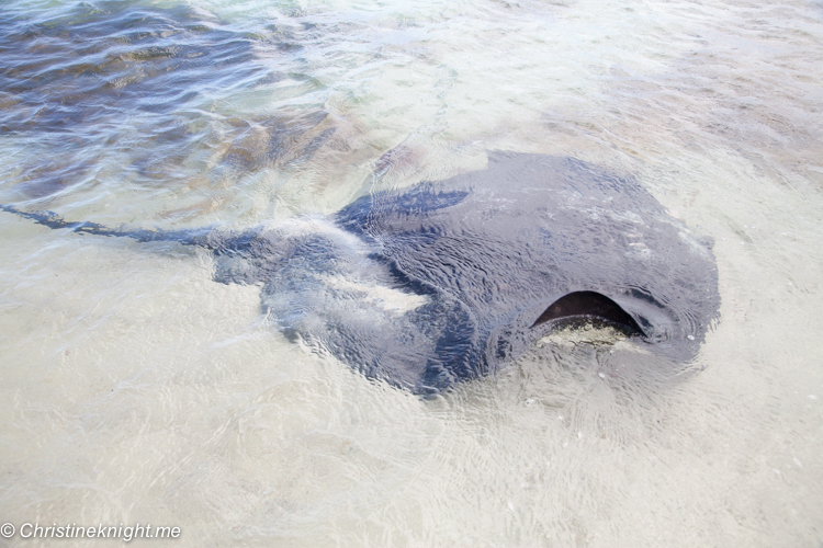 Hamelin bay Stingrays, Western Australia