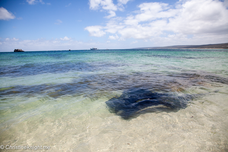 Hamelin bay Stingrays, Western Australia