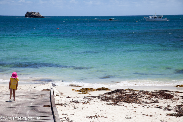 Hamelin bay Stingrays, Western Australia