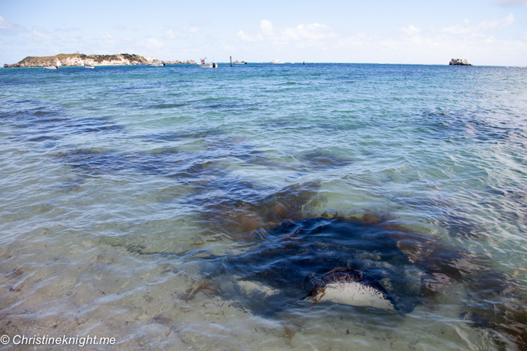 Hamelin bay Stingrays, Western Australia