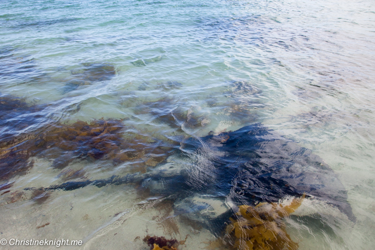 Hamelin bay Stingrays, Western Australia