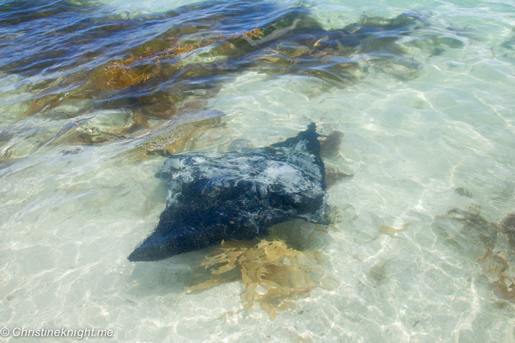 Hamelin bay Stingrays, Western Australia