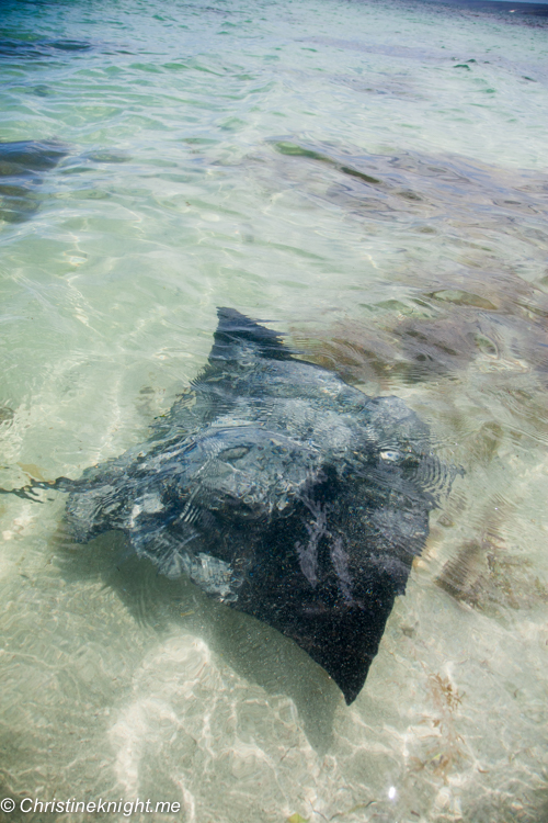 Hamelin bay Stingrays, Western Australia