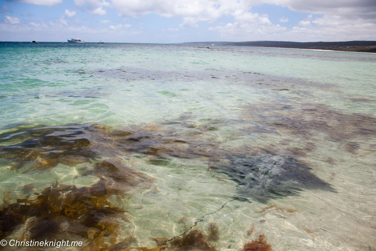 Hamelin bay Stingrays, Western Australia