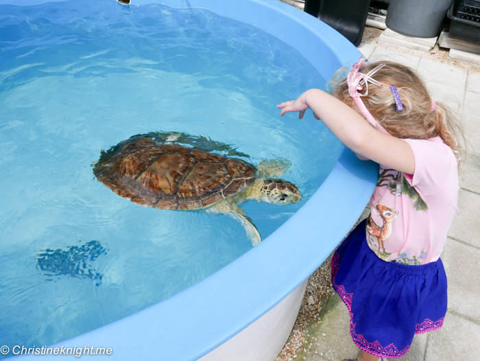 Marathon Turtle Hospital, Florida Keys, via christineknight.me