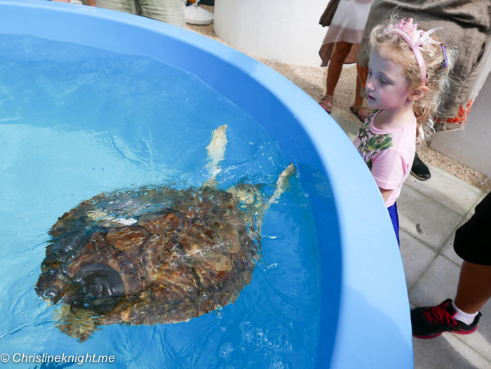 Marathon Turtle Hospital, Florida Keys, via christineknight.me