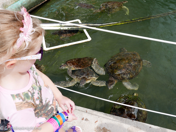 Marathon Turtle Hospital, Florida Keys, via christineknight.me