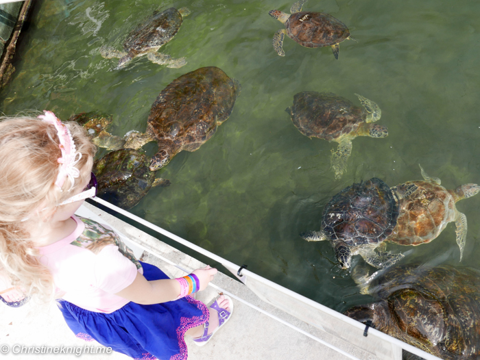 Marathon Turtle Hospital, Florida Keys, via christineknight.me