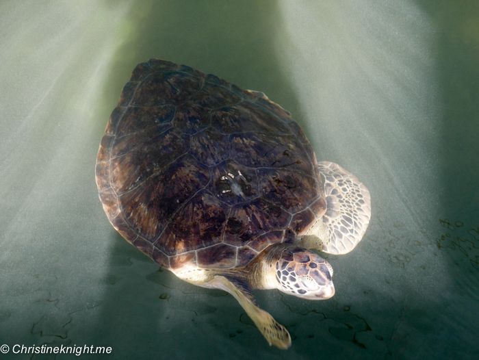 Marathon Turtle Hospital, Florida Keys, via christineknight.me