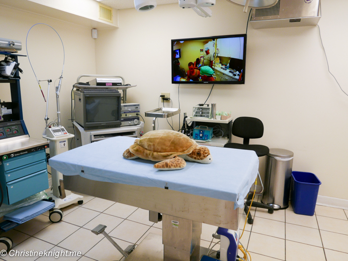 Marathon Turtle Hospital, Florida Keys, via christineknight.me