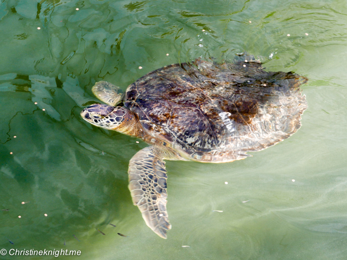 Marathon Turtle Hospital, Florida Keys, via christineknight.me