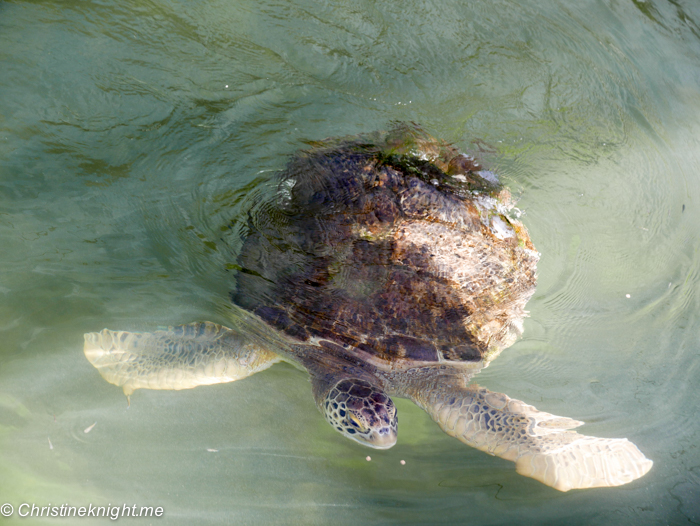 Marathon Turtle Hospital, Florida Keys, via christineknight.me