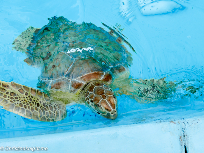 Marathon Turtle Hospital, Florida Keys, via christineknight.me