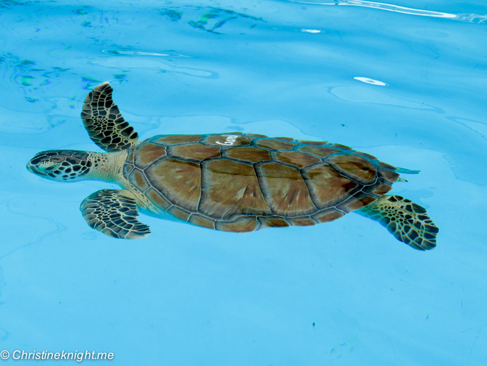 Marathon Turtle Hospital, Florida Keys, via christineknight.me