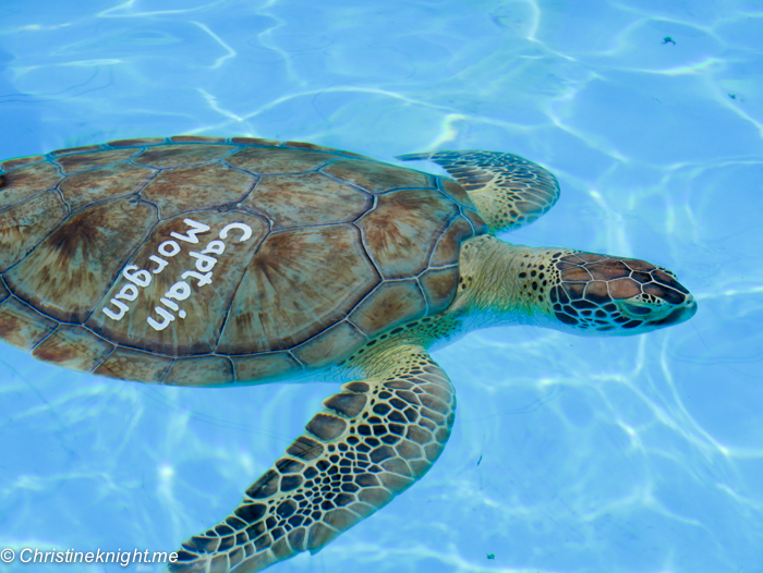 Marathon Turtle Hospital, Florida Keys, via christineknight.me