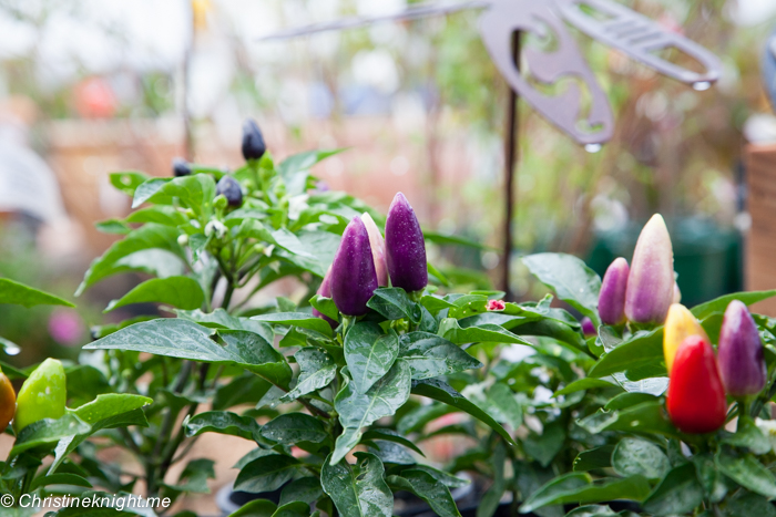 Mayfield Gardens, Oberon, NSW, Australia