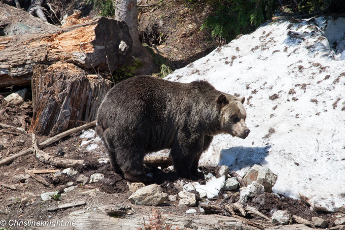 Grouse Mountain, Vancouver, Canada