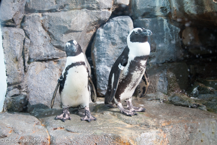 Monterey Bay Aquarium, Monterey, California, USA