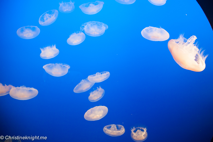 Monterey Bay Aquarium, Monterey, California, USA