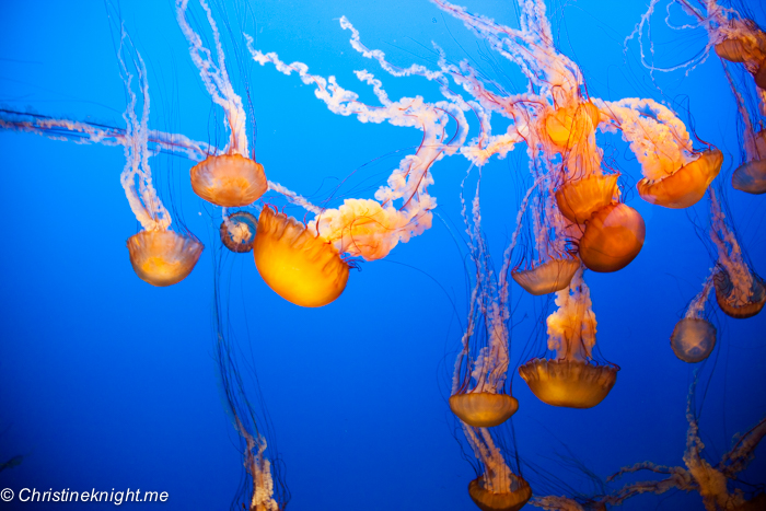 Monterey Bay Aquarium, Monterey, California, USA