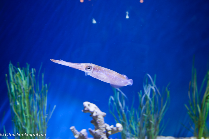 Monterey Bay Aquarium, Monterey, California, USA