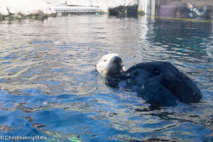 Monterey Bay Aquarium, Monterey, California, USA