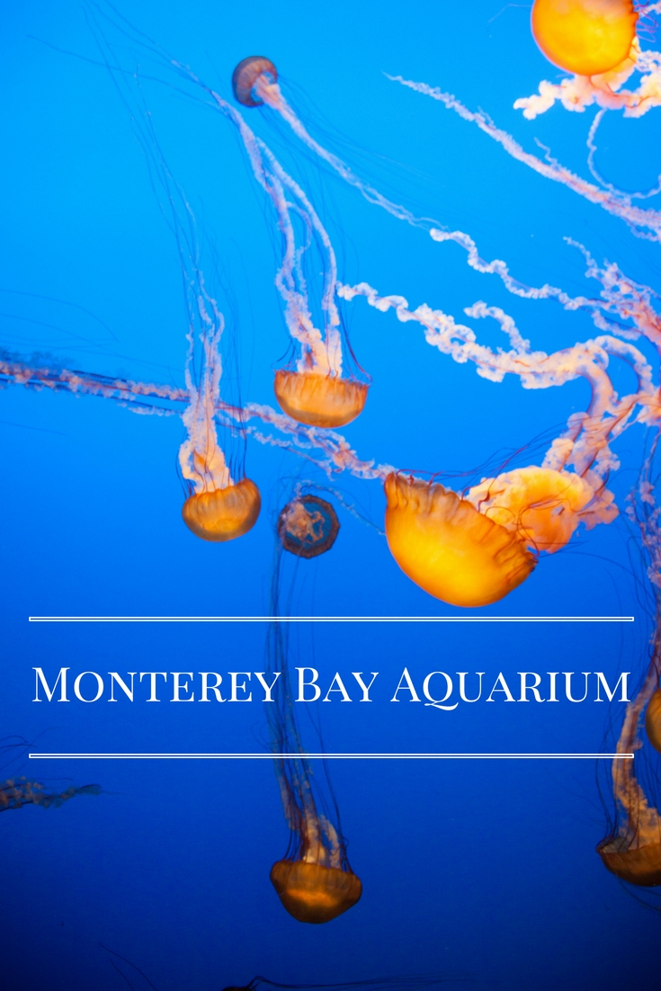 Monterey Bay Aquarium, Monterey, California, USA