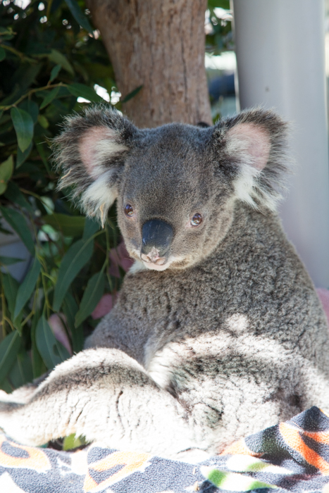 Australia Zoo, Queensland Australia