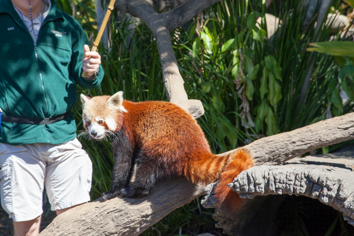 By Jingo Dingo Encounter - Australia Zoo