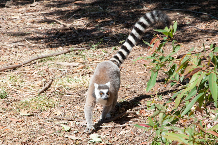 Australia Zoo, Queensland Australia