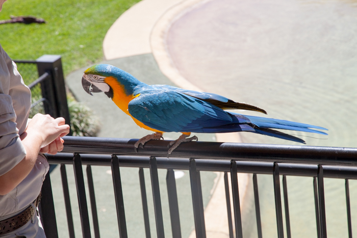 Australia Zoo, Queensland Australia