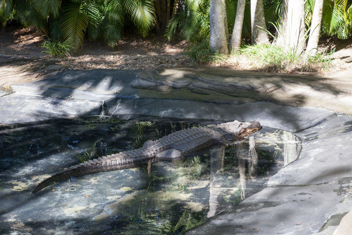 Australia Zoo, Queensland Australia