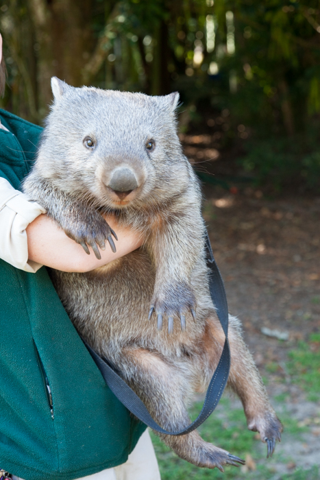 Australia Zoo, Queensland Australia