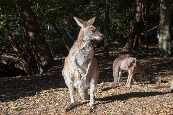 By Jingo Dingo Encounter - Australia Zoo