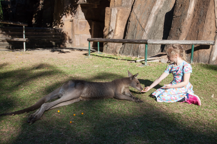 By Jingo Dingo Encounter - Australia Zoo