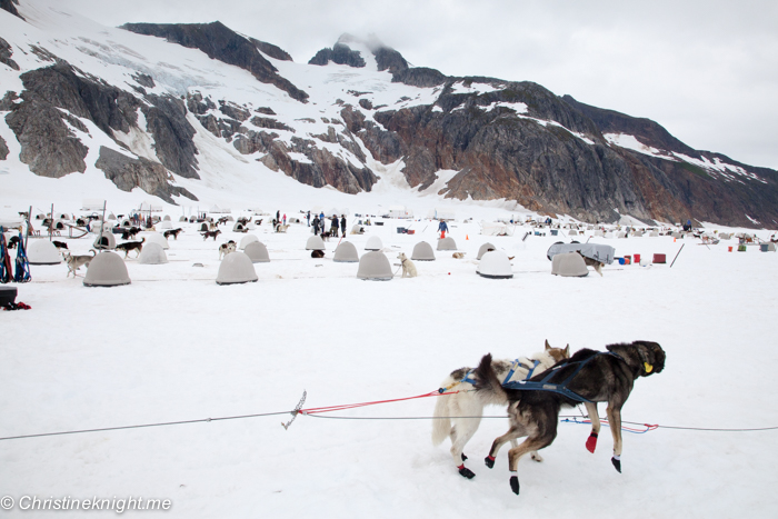 Dog Sledding In Juneau on the Norris Glacier Alaska