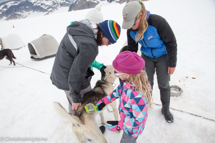 Dog Sledding In Juneau on the Norris Glacier Alaska