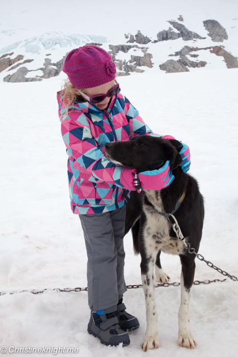 Dog Sledding In Juneau on the Norris Glacier Alaska