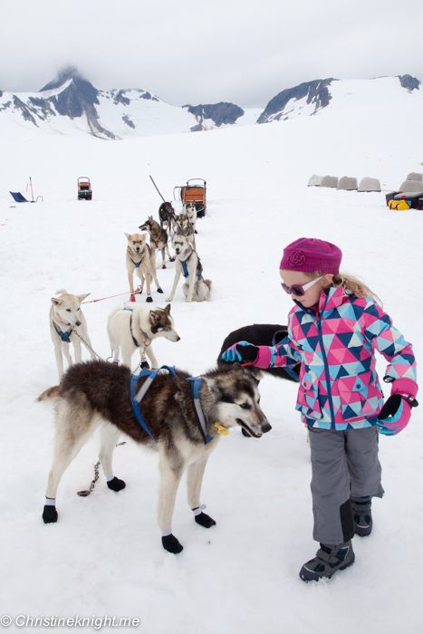 Dog Sledding In Juneau on the Norris Glacier Alaska